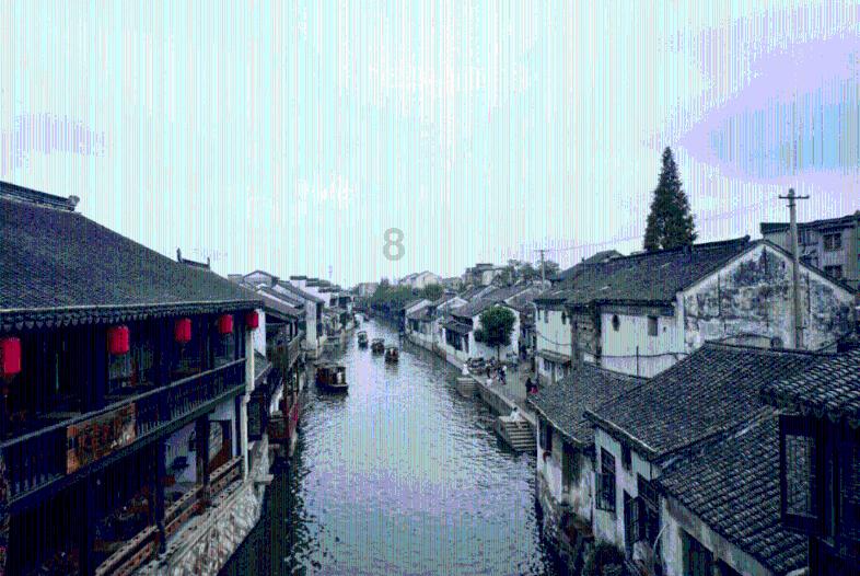 野性贵州 有问必答丨“九死还魂草”是一味良药，缺水还会“跑”